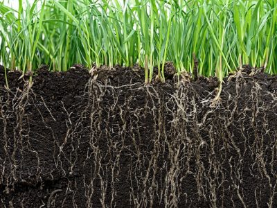 Biostimulants and foliar fertilizers