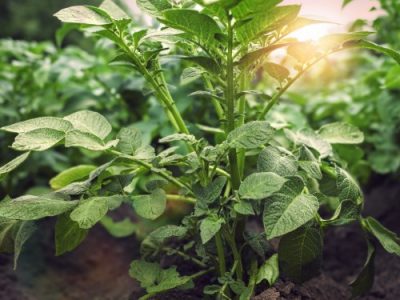 Фортуна Экстра