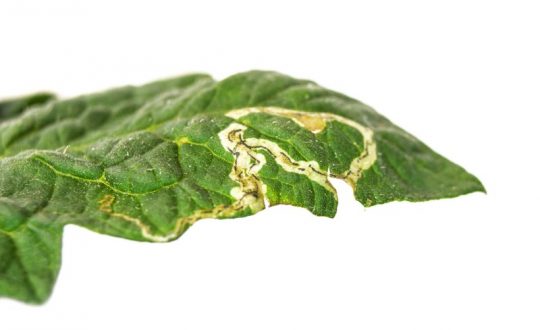 Insecticidas