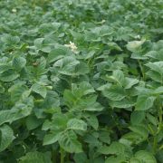 Green potato filed  with blossom plants