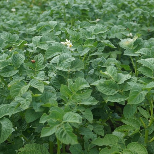 Green potato filed  with blossom plants