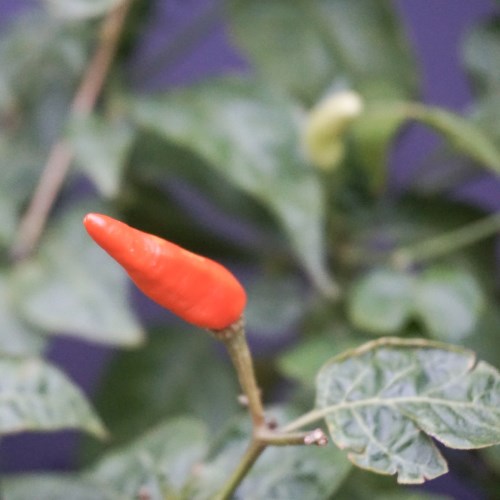 Pitunia seedlings in plastic flower pots from above