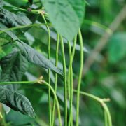 Pitunia seedlings in plastic flower pots from above