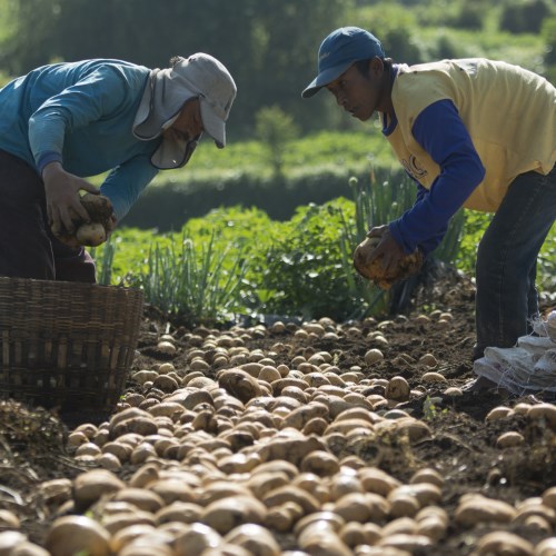 Pitunia seedlings in plastic flower pots from above