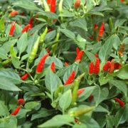 Pitunia seedlings in plastic flower pots from above
