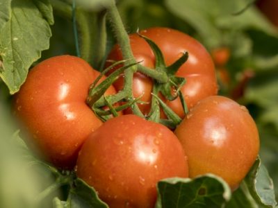 Фортуна Голд, ВДГ