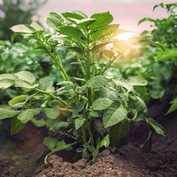 IMG-82e354f9bc5746aad8163ad40304c182-V